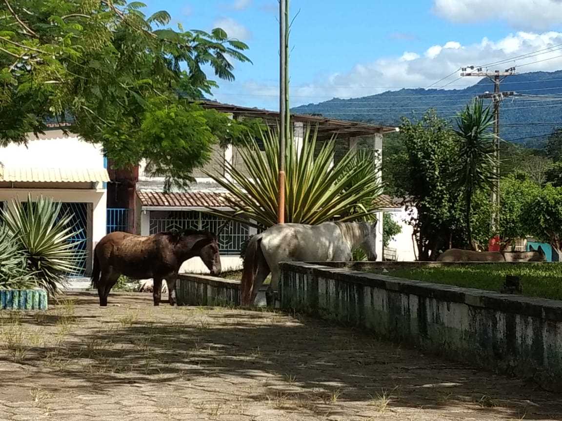 Camacã: Secretaria de Agricultura vai multar proprietários de animais soltos nas vias públicas